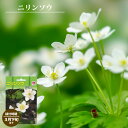二輪草(ニリンソウ) 袋詰め宿根草 (1株入) (植え付け時期3月下旬まで) 【予約販売】11月下旬頃発送予定。
