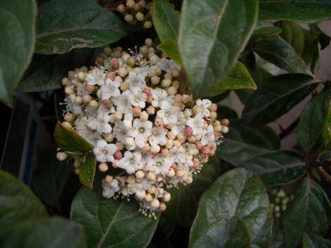ビブルナム “フレンチホワイト” 4号ポット苗 庭木 常緑樹 生垣 目隠し 低木花が大きめ