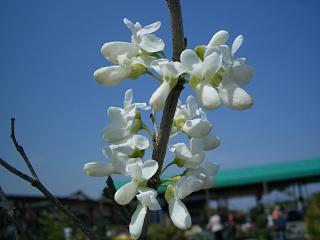 白花ハナズオウ 庭木 落葉樹 低木