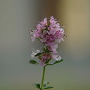 ハーブ 苗 スペアミント ハーブティ ハッカ油 虫除け グリーン 鉢植え 栽培方法 育て方 使い方 選び方 種類 花苗 送料無料 簡単 プランター セット 栽培キットも ミントグリーン ドライハーブ ラベンダー バジル ローズマリー 寄せ植え 野菜 種より苗 春 夏 秋 冬