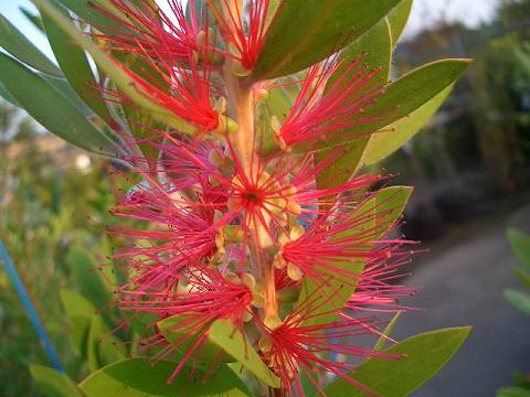 䤫ʥꥹƥʥݥˡ֥饷Υե4ݥå