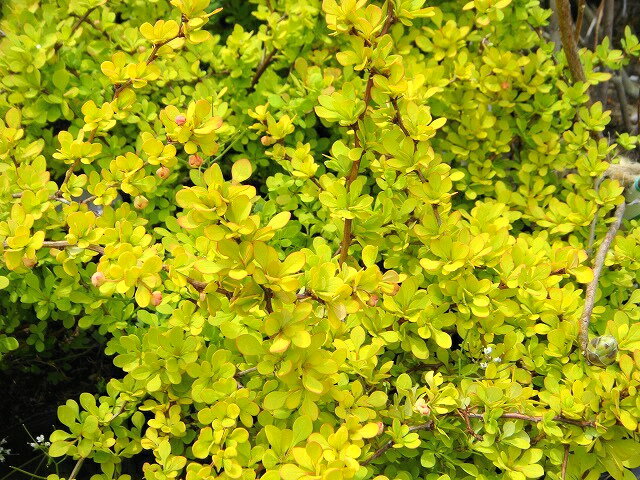 メギ “オーレア”5号ポット苗 庭木 落葉樹 グランドカバー 低木色鮮やかなカラーリーフ