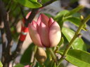 赤花カラタネオガタマ “ポートワイン” 4号ポット苗 庭木 常緑樹 低木 低木