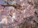 ソメイヨシノの枝垂れ型　桜（サクラ）“シダレ染井吉野（シダレソメイヨシノ）”　1年生接木苗