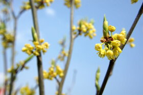 シロモジの花