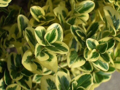 ʼΥĥȥ쥬ƥޡH0.2mݥå