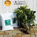一重咲き 実なりクチナシ根巻き苗 生垣セット 【一重クチナシ 苗×4本と花ひろば堆肥 極み×2袋】 生垣 目隠し 低木 庭木 常緑樹