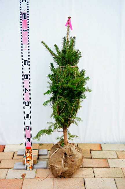 hana online rakuten global market real christmas tree hana online rakuten global market real christmas tree