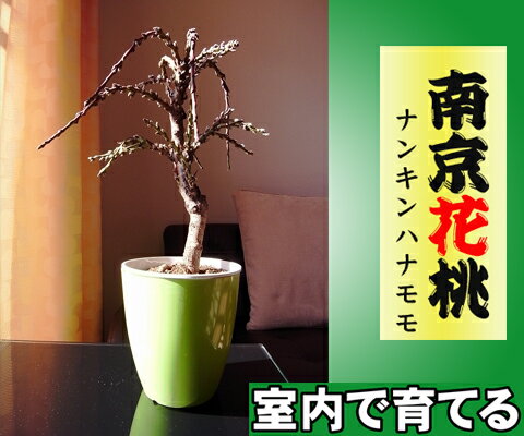 【おしゃれ君セットシリーズ】ハナモモ”南京桃”（ナンキンモモ）鉢植え苗 庭木 落葉樹