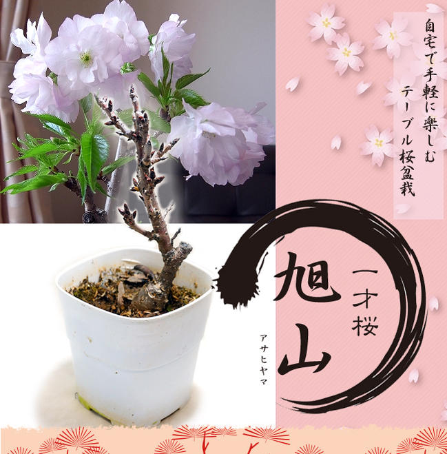 桜 盆栽 さくら 一才桜 旭山 (アサヒヤマ) 落葉樹サクラ 苗 ギフト 贈り物テーブルでお花見を楽しめる★ベランダに飾る桜の鉢植えに★ サクラ 苗 ギフト