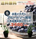 ■送料無料 店長厳選■ブルーベリー 苗木 ラビットアイ系 人気品種2本お試しセット 初心者おすすめ 果樹 blueberry