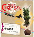 ■本物のクリスマスツリー■ もみの木 ウラジロモミ 根巻き 特等 大苗庭木 モミノキ森の香りがする本物のクリスマスツリー