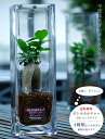 【送料無料】■観葉植物■ボトルカルチャー ロングタイプ ( インテリアグリーン ) 選べる植物4タイプ【代引き不可】
