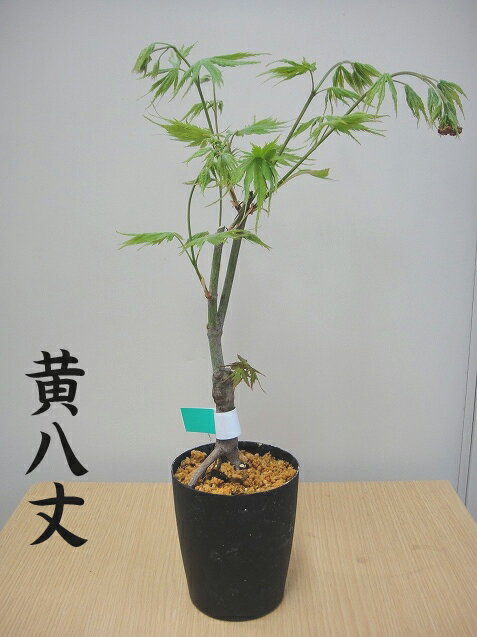 モミジ 黄八丈 （ キハチジョウ ） テーブルサイズ ポット苗 落葉樹 もみじ 苗 観葉植物