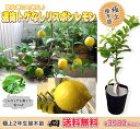 ■送料無料■■掘り出しもの■ レモンの木 レモン 苗 選抜 トゲなしリスボンレモン 2年生 接ぎ木 苗 果樹苗木 果樹苗 れもん 檸檬 【レビューを書いて特別価格 3980円】