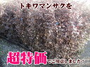 ■掘り出しもの■え!?このお値段?花で覆われる生垣ならコレ!生垣のために用意した生産者泣きの一品■掘り出しもの■赤葉紅花トキワマンサク 超衝撃特価苗生垣用 庭木 常緑樹 生垣 目隠