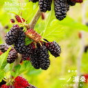 マルベリー(桑の木) 【一ノ瀬桑】 接ぎ木 鉢苗
