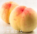 【つきあかり】 黄桃 もも 2年生接木苗 ロングスリット鉢植え ■限定販売■