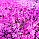 芝桜 ( シバザクラ ) ダニエルクッション 3号ポット苗 宿根草 苗 多年草 耐寒性 常緑 グランドカバー