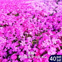 ■送料無料■ 芝桜 ( シバザクラ ) ダニエルクッション 3号ポット苗 40ポットセット 宿根草 苗 多年草 耐寒性 常緑 グランドカバー