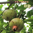 ザクロ 苗 フルーツザクロ 白実 1年生 ポット苗 果樹苗木 果樹苗