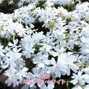 芝桜 ( シバザクラ ) モンブランホワイト 3号ポット苗 宿根草 苗 多年草 耐寒性 常緑 グランドカバー