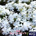■送料無料■ 芝桜 ( シバザクラ ) モンブランホワイト 3号ポット苗 40ポットセット 宿根草 苗 多年草 耐寒性 常緑 グランドカバー