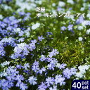 ■送料無料■ 芝桜 ( シバザクラ ) オーキントンブルーアイ 3号ポット苗 40ポットセット 宿根草 苗 多年草 耐寒性 常緑 グランドカバー