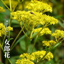 女郎花 オミナエシ ポット苗 宿根草 苗 多年草 耐寒性【予...