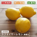 送料無料 レモンの木 ラフマイヤー 1年生 接木 鉢植え 苗 果樹苗