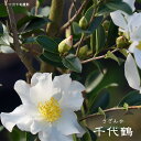 さざんか 千代鶴サザンカ 根巻き苗 庭木 常緑樹 生垣 目隠...