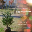 【本物のクリスマスツリー】 もみの木 ウラジロモミ 1.1m...