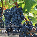 【ヤマソービニオン】 赤ワイン用ぶどう 1年生接木苗 ウィルスフリー