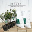 お茶の木 【おくみどり】 5号ポット苗 4本と堆肥2袋セット
