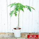 在庫処分値下げ中 観葉植物に!【美らタイ】 青パパイヤ フレグラーポット大苗 鉢植え 受け皿付き 実生 愛知県産 贈り物