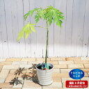 在庫処分値下げ中 観葉植物に!【トロピカルリッチ】 パパイヤ フレグラーポット大苗 沖縄県産 鉢植え 受け皿付き 贈り物