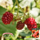 【リサマプア】 ラズベリー ポット苗