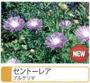 セントーレア プルケリマ ポット苗 宿根草 苗 多年草 耐寒性 日陰 【予約販売】【2017年11月中旬頃お届け予定】