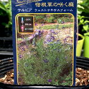 ■宿根草■NEW!サルビア オフィシナリス ピンクコモンセージ10.5cmポット苗