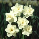 水仙 【ラッパ咲き 白花品種】 球根 (2球入) (植え付け時期9月中旬~12月下旬)