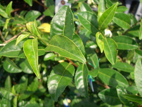 お茶の木“おくみどり”ポット苗 庭木 常緑樹 生垣 目隠し 低木