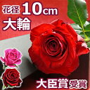 バラ1本BOX(バラの花束)結婚記念日 プレゼントに妻へ 誕生日やプロポーズに大輪 薔薇の花束を。退職祝い(送別)に1輪(一輪 一本) 還暦のギフトにも 送料無料