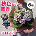 色が変わる!秋色あじさい・西安ピンク/西安ブルー(シーアン)等 6号 鉢(鉢植え)母の日のプレゼントに 紫陽花の花(お花)を 秋色(虹色)アジサイを贈り物(贈物 ギフト)に 色変わり(アキイロ カメレオン)の花鉢(鉢花)を 送料無料 ラッピングOK 2015