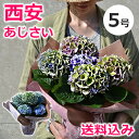 母の日 鉢植え 秋色あじさい(アジサイ)5号鉢 西安ピンク 西安ブルーシーアンを母の日 ギフトに 紫陽花のプレゼント 鉢花 花鉢 送料無料 2017