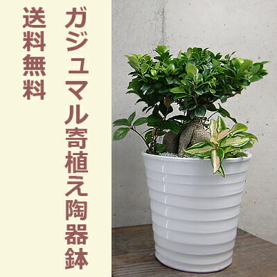 ガジュマル の寄せ植え ホワイト陶器鉢 送料無料精霊が宿る観賞植物ギフト お祝い お祝 誕生日 贈り物 贈物 おくりもの 贈答用 開店 祝い グリーン 陶器鉢 多幸の木 寄せ植 寄植え 03