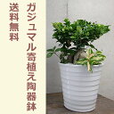 ガジュマル の寄せ植え ホワイト陶器鉢 送料無料精霊が宿る観賞植物ギフト お祝い お祝 誕生日 贈り物 贈物 おくりもの 贈答用 開店 祝い グリーン 陶器鉢 多幸の木 寄せ植 寄植え 03送料無料 精霊が宿る観賞植物ギフト お祝い お祝 誕生日 贈り物 贈物 おくりもの 贈答用 開店 祝い グリーン 陶器鉢 多幸の木 寄せ植 寄植え