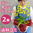 オンシジュームの鉢植え(2本立 花鉢 鉢花)のプレ