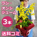 敬老の日 花 プレゼント オンシジュームの鉢植え(