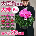 シクラメンの鉢植え(6号鉢)赤(レッド)紫(パープ