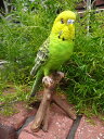 小鳥 セキセイインコ 置物 樹脂 アニマル動物 雑貨 ガーデニング ガーデン『セキセイ インコちゃん・A』